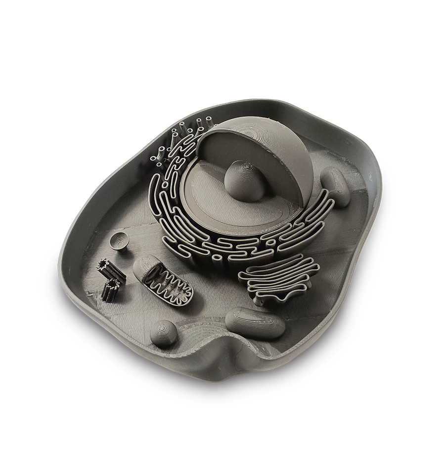 3D Model Animal Cell